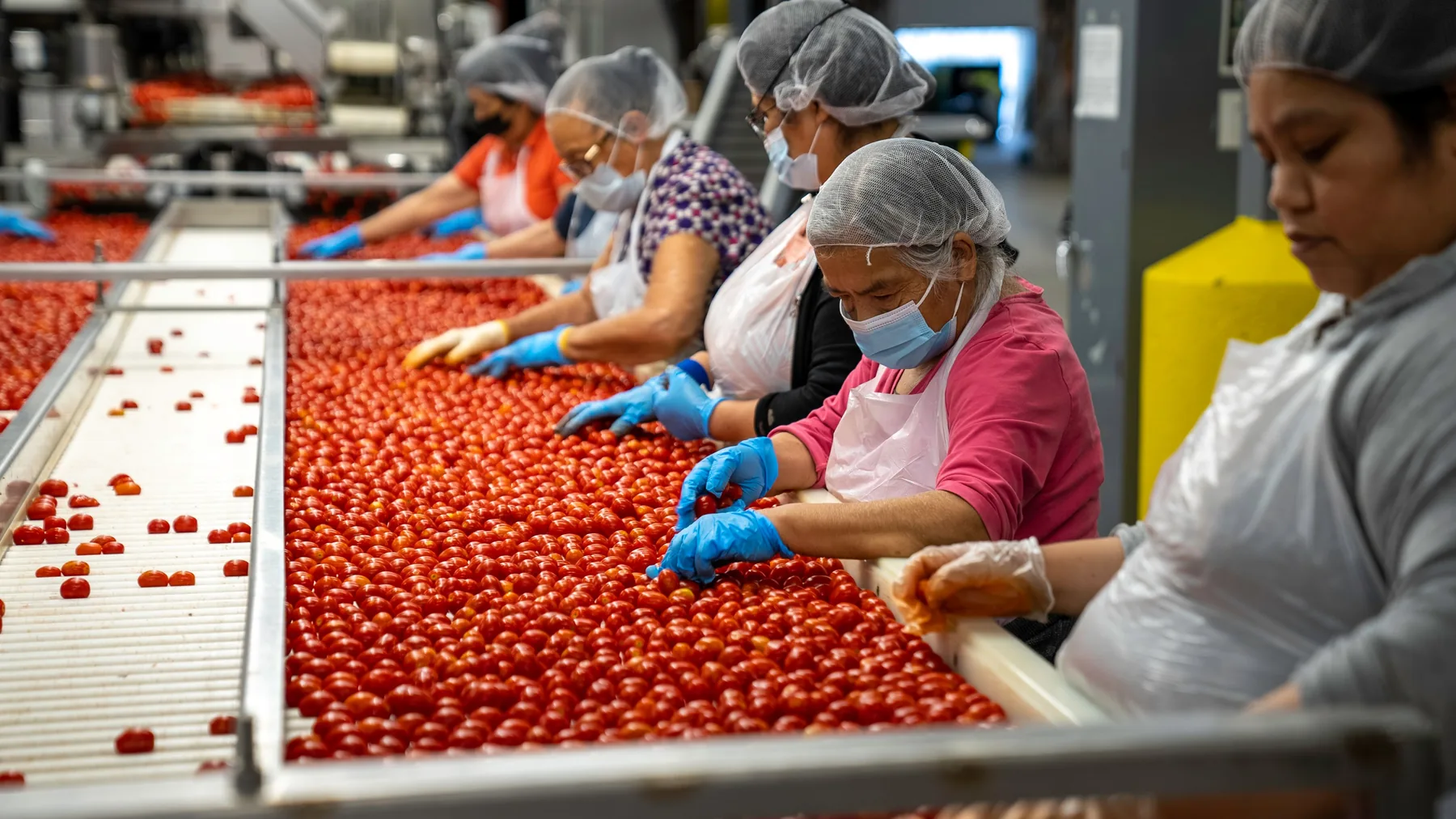 Workers sorting tomatoes on a food production line